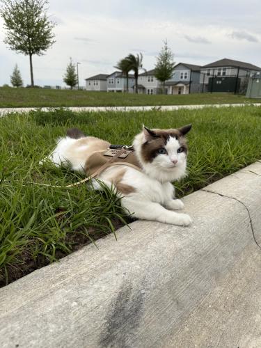 Lost Male Cat last seen Hamlin school, Winter Garden, FL 34787