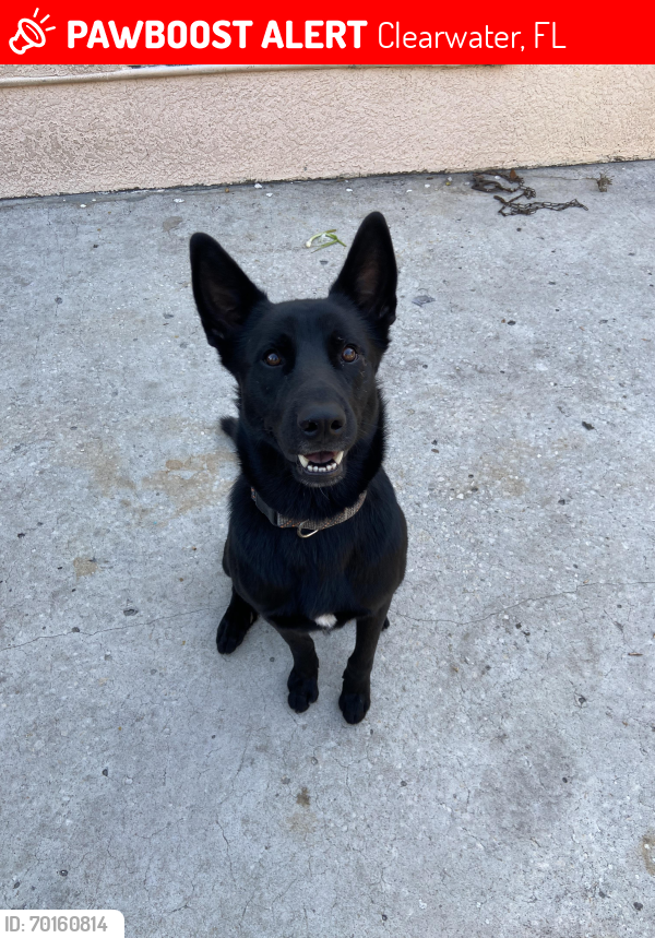 Lost Male Dog last seen Jeffords st and MLK ave, Clearwater, FL 33756