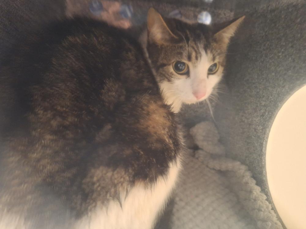 Shelter Stray Female Cat last seen Near Bayard Street, STATEN ISLAND, NY, 10312, Staten Island, NY 10309
