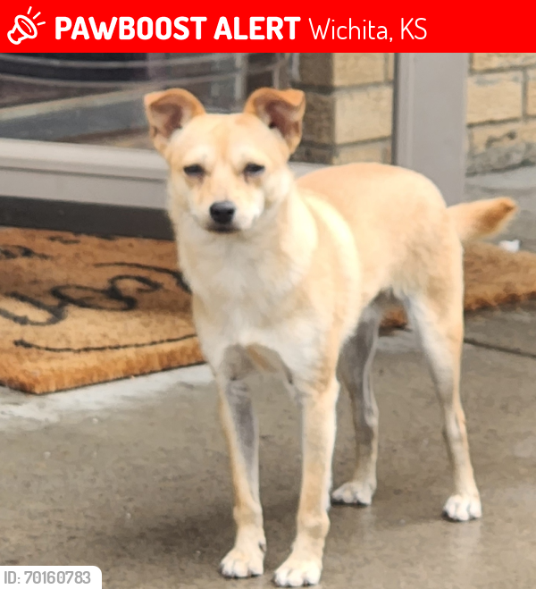 Lost Male Dog last seen Washington and Luther st , Wichita, KS 67216