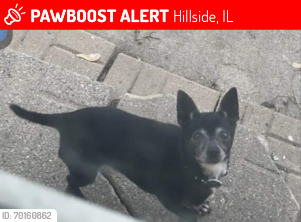 Lost Male Dog last seen Hillside commons park, hillside illinois, Hillside, IL 60162