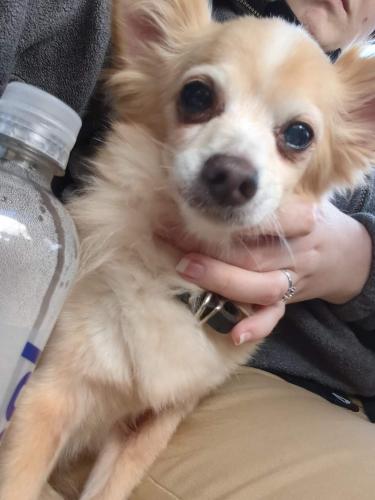 Lost Male Dog last seen Highland apmts , Evansville, IN 47710