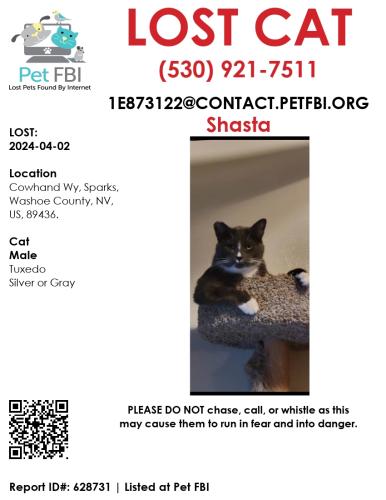 Lost Male Cat last seen Kiley ranch, Sparks, NV 89436