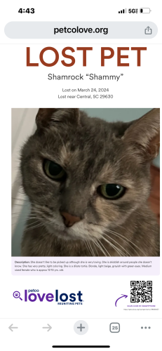 Lost Female Cat last seen apmt N, Central, SC 29630