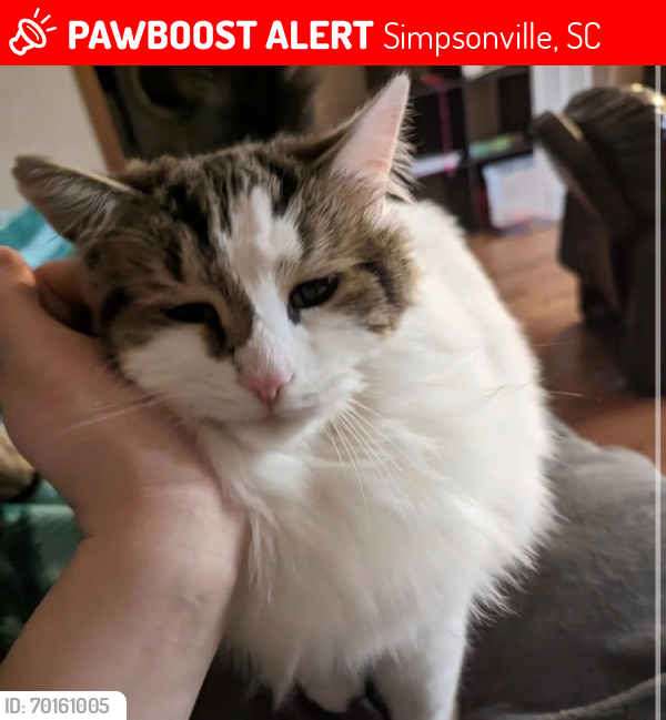 Lost Female Cat last seen Woodruff rd and jonesville rd , Simpsonville, SC 29681