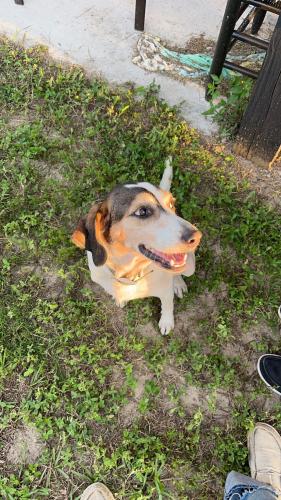 Lost Female Dog last seen Near rester road groveland fl, Groveland, FL 34736