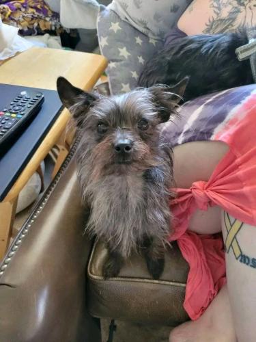 Lost Male Dog last seen Near Talbot, by Stone Park, Sioux City, IA 51103