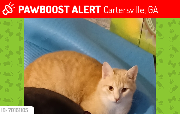 Lost Male Cat last seen Gilreath rd, Cartersville, GA 30121