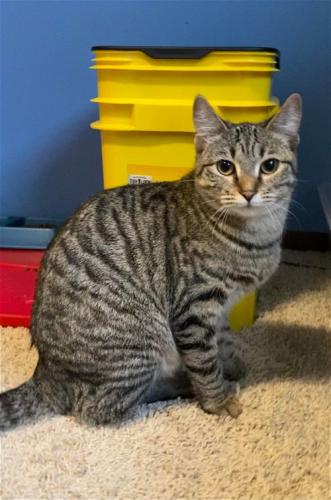 Lost Female Cat last seen Taylor Drive and East Mark Drive, Sheboygan, WI 53083