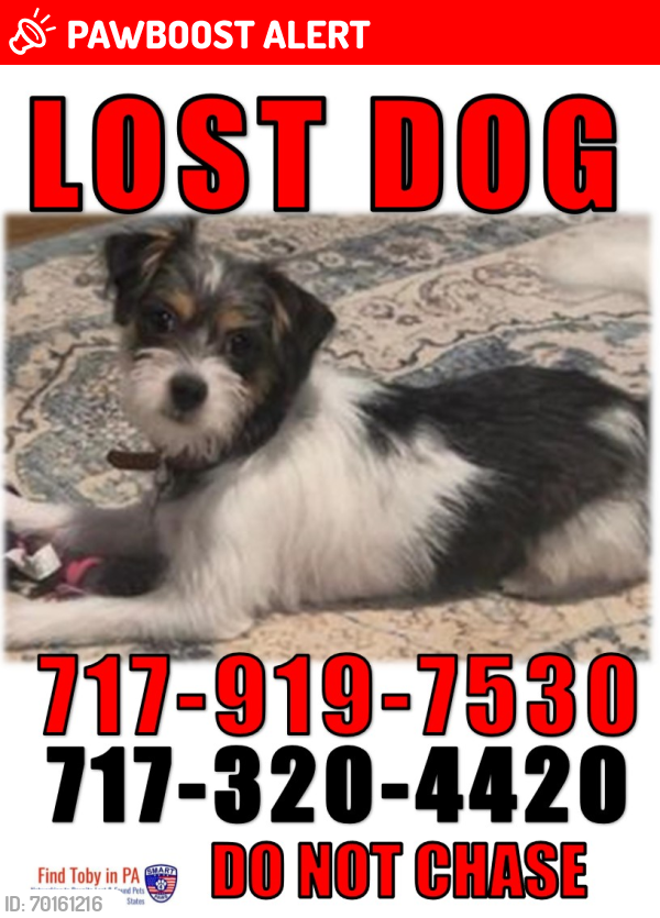 Lost Female Dog last seen Lafayette Dr  and Old York Rd , New Cumberland, PA 17070