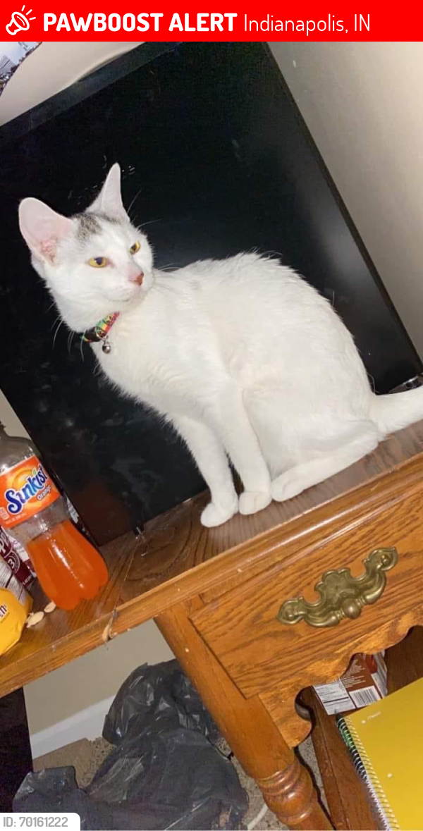 Lost Female Cat last seen New York st, Indianapolis, IN 46204