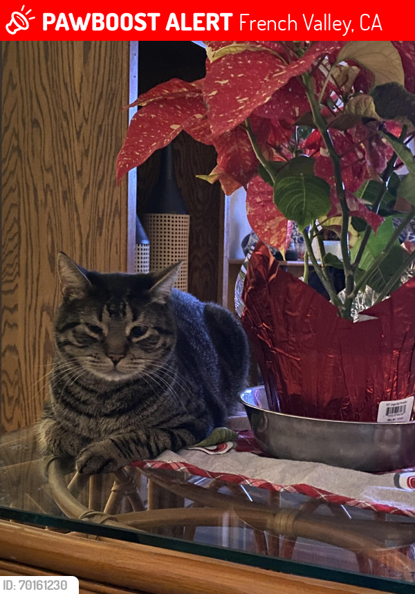 Lost Male Cat last seen Washington ST , French Valley, CA 92596