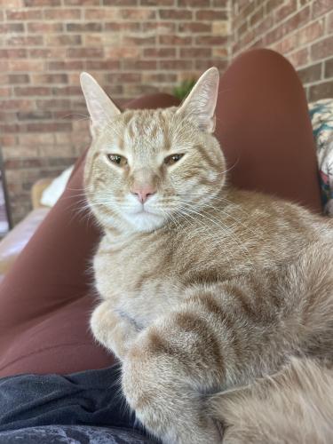 Lost Male Cat last seen north fort thomas, Fort Thomas, KY 41075