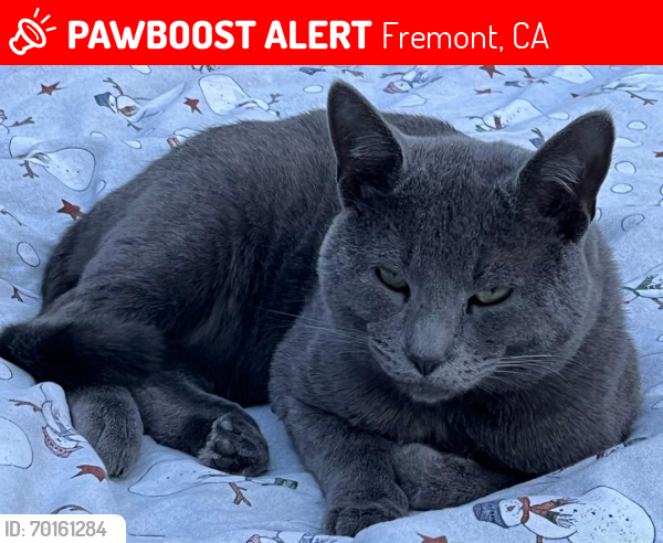 Lost Male Cat last seen Blacow & Central, Fremont, CA, Fremont, CA 94536