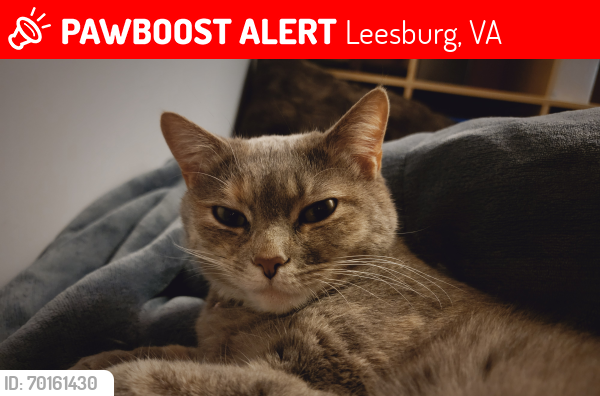 Lost Female Cat last seen Towne Animal Clinic, Leesburg, VA 20176