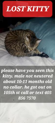 Lost Male Cat last seen Western and heffner , Oklahoma City, OK 73114