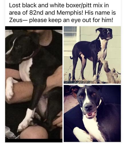Lost Male Dog last seen 82nd and Memphis, Lubbock, TX 79423