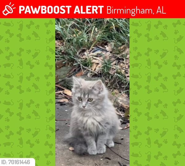 Lost Female Cat last seen Near 6th Court S, Birmingham, AL 35212