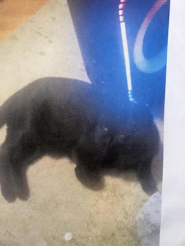 Lost Male Cat last seen Center Point Road NE Cedar Rapids Iowa 52402, Cedar Rapids, IA 52402