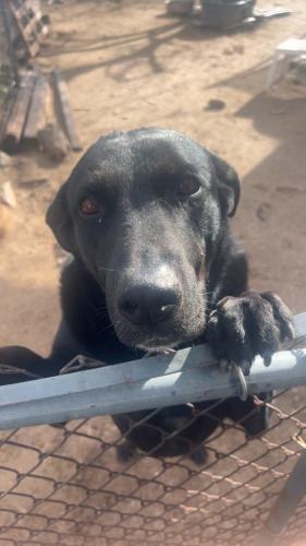 Lost Female Dog last seen Grant and Fairview , Tucson, AZ 85705