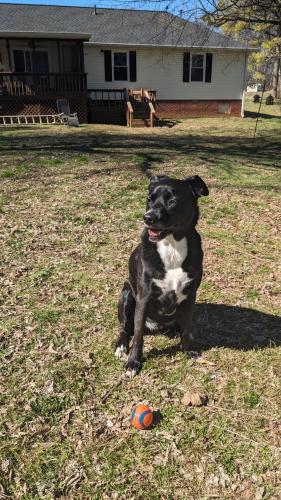 Lost Male Dog last seen Armstrong Meadows subdivision , Columbia, TN 38401