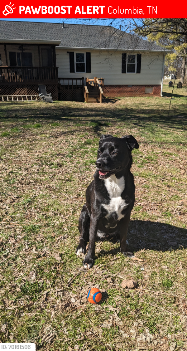 Lost Male Dog last seen Armstrong Meadows subdivision , Columbia, TN 38401