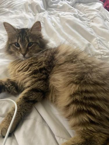 Lost Female Cat last seen There’s a round about , Columbus, OH 43224