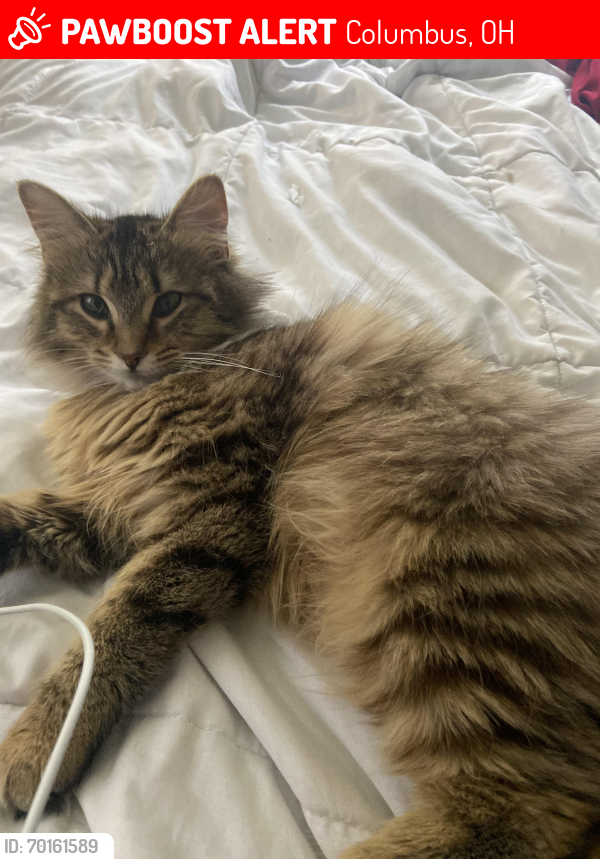 Lost Female Cat last seen There’s a round about , Columbus, OH 43224
