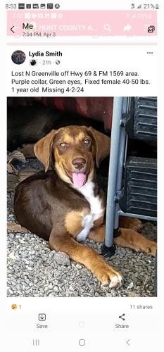 Lost Female Dog last seen FM1569 & US 69N Greenville, TX, Greenville, TX 75401