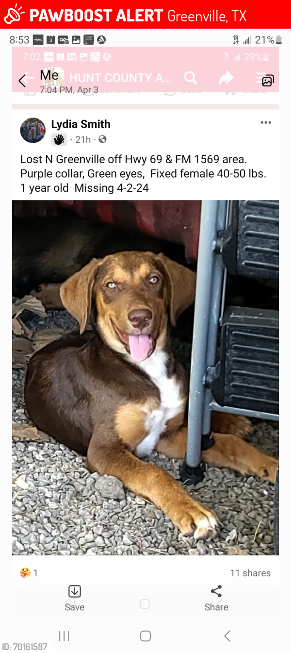 Lost Female Dog last seen FM1569 & US 69N Greenville, TX, Greenville, TX 75401