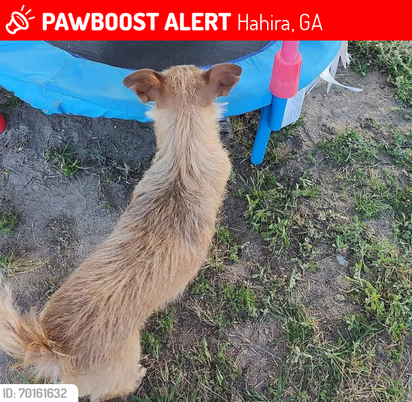 Lost Female Dog last seen Loren drive, Hahira, GA 31632