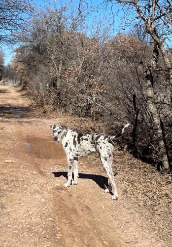 Lost Male Dog last seen Private Rd 334, Hawley, TX 79525
