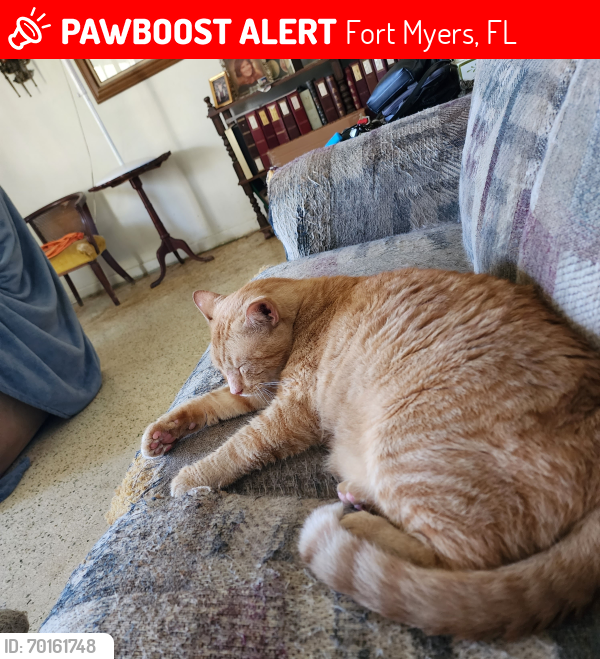 Deceased Male Cat last seen McGregor and Rosada Way , Fort Myers, FL 33901