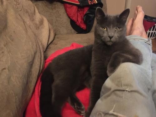 Lost Female Cat last seen Out of the way place, Auburn, CA 95603