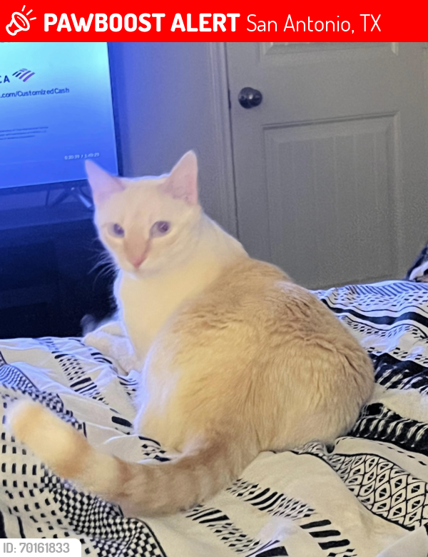 Lost Male Cat last seen Near Pioneer Way, Stolen by neighbors and let out , San Antonio, TX 78245