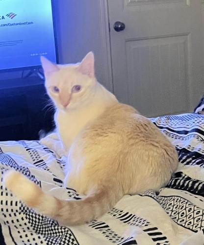 Lost Male Cat last seen Near Pioneer Way, Stolen by neighbors and let out , San Antonio, TX 78245
