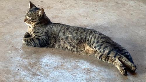 Lost Male Cat last seen North park Odessa tx, Odessa, TX 79761