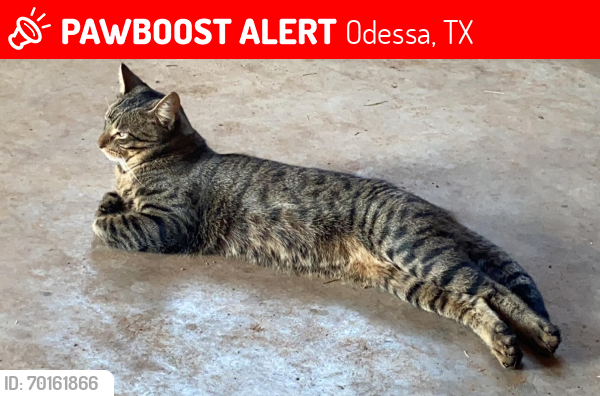Lost Male Cat last seen North park Odessa tx, Odessa, TX 79761