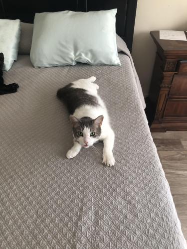 Lost Female Cat last seen Greatwood Veterinary hosp, Fort Bend County, TX 77479