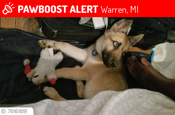 Lost Male Dog last seen Near 8 Mile Rd, Warren, MI 48089, Warren, MI 48089