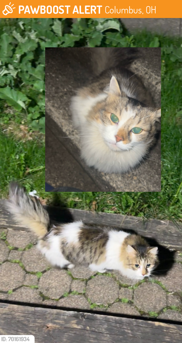 Found/Stray Unknown Cat last seen Fourth st, e 14th, e 12th, e 13th, Columbus, OH 43201