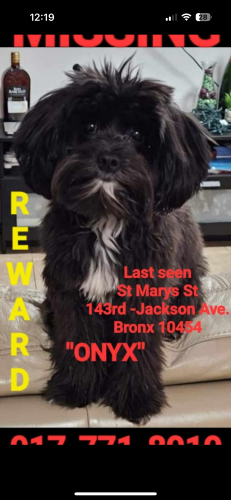 Lost Male Dog last seen Jacksons Ave , The Bronx, NY 10454