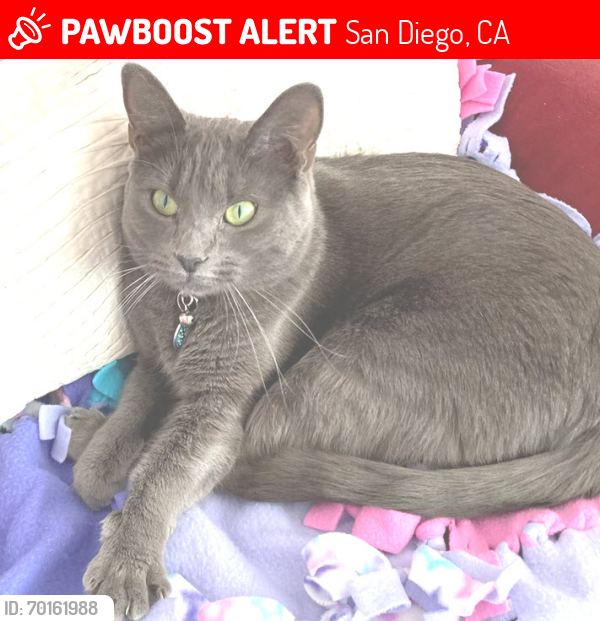 Lost Female Cat last seen Dwight and Alabama, 1 block north from Morely Field tennis courts, San Diego, CA 92104