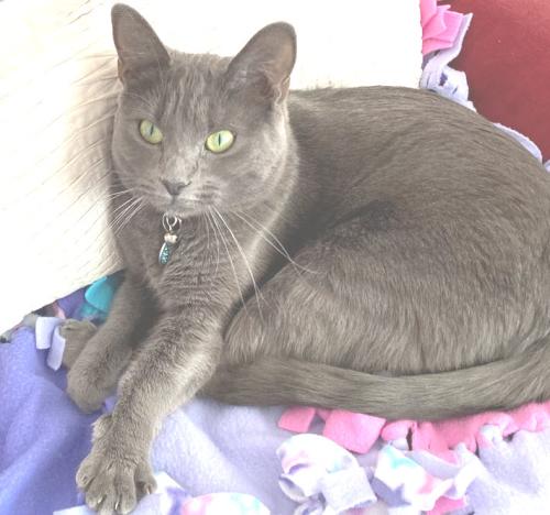 Lost Female Cat last seen Dwight and Alabama, 1 block north from Morely Field tennis courts, San Diego, CA 92104