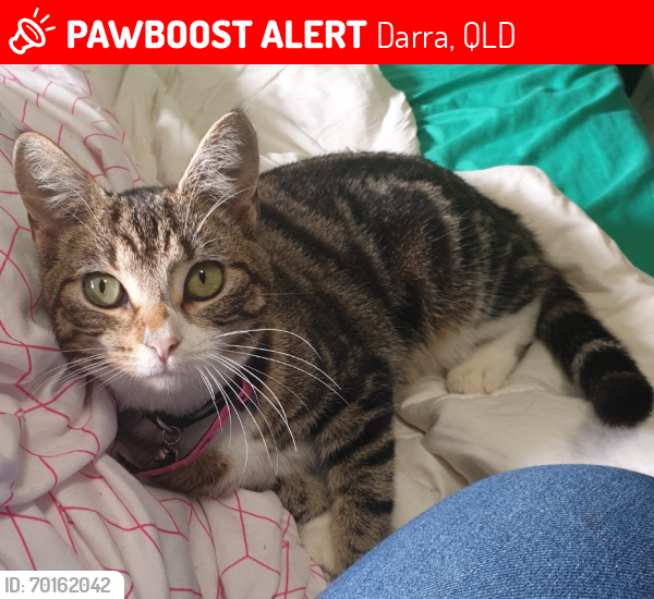 Lost Female Cat last seen Seventeen Mile Rocks, Darra, QLD 4076