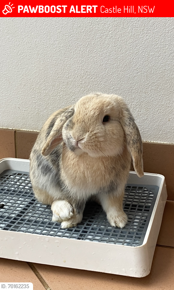 Missing One Rabbit Castle Hill, NSW Lost Male Rabbit, Moogu Is Missing | PawBoost