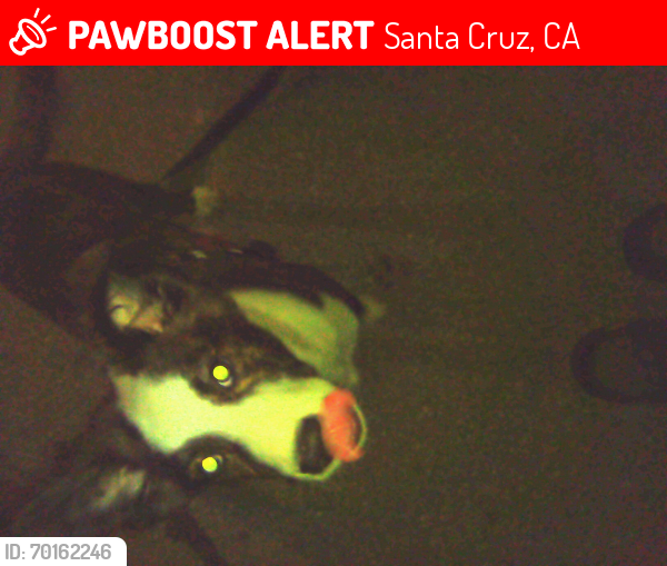 Lost Male Dog last seen Market Street Santa Cruz Cal , Santa Cruz, CA 95060