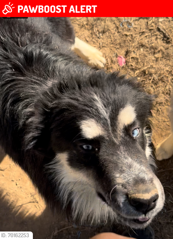 Lost Male Dog last seen Auburn rd Dacula ga. Daniel Park subdivision., Gwinnett County, GA 30019