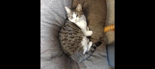 Lost Female Cat last seen Robertson or central, Newark, CA 94560