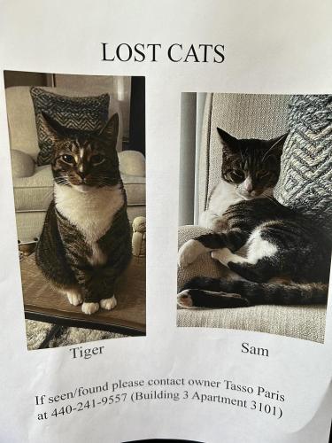 Lost Male Cat last seen Mentor Avenue and Erie Street, Willoughby, OH 44094